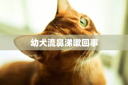 幼犬流鼻涕嗽回事