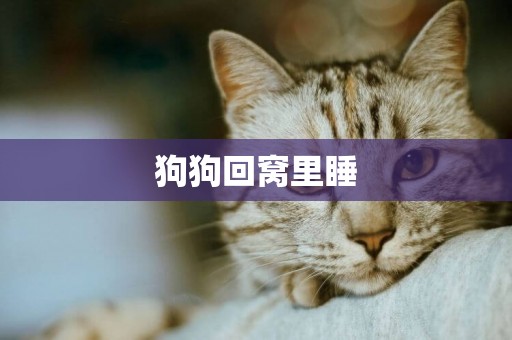狗狗回窩里睡