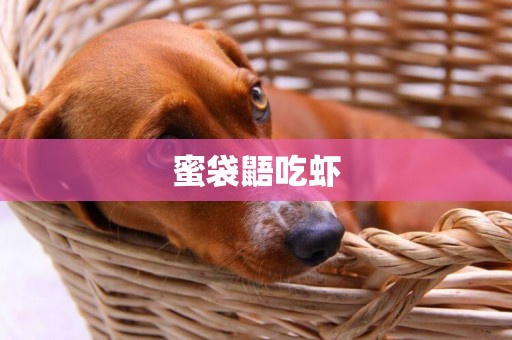 蜜袋鼯吃蝦