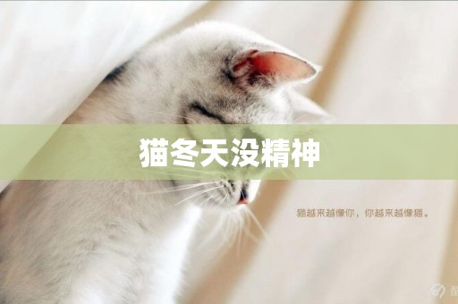 貓冬天沒精神