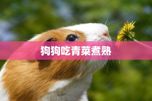 狗狗吃青菜煮熟