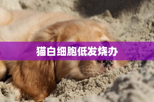 貓白細胞低發燒辦