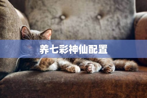 養七彩神仙配置