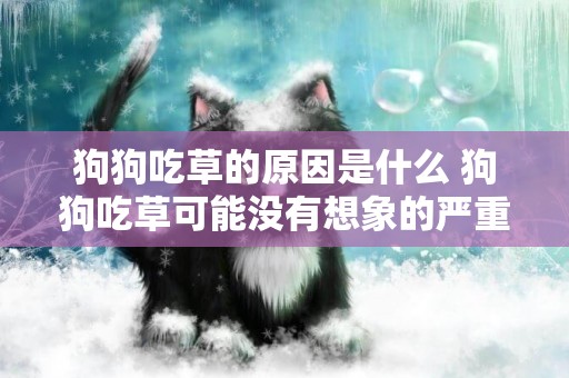 狗狗吃草的原因是什么 狗狗吃草可能沒有想象的嚴重