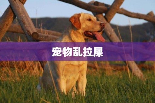 寵物亂拉屎