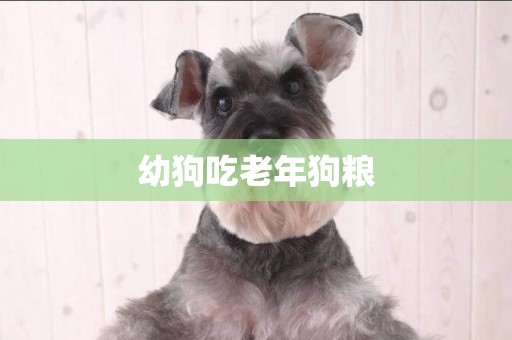 幼狗吃老年狗糧