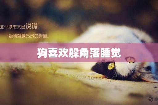 狗喜歡躲角落睡覺