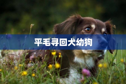 平毛尋回犬幼狗