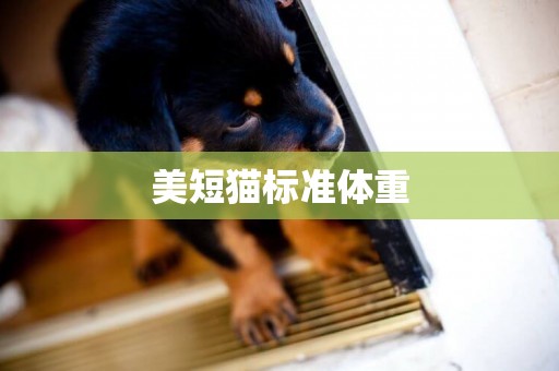 美短貓標準體重