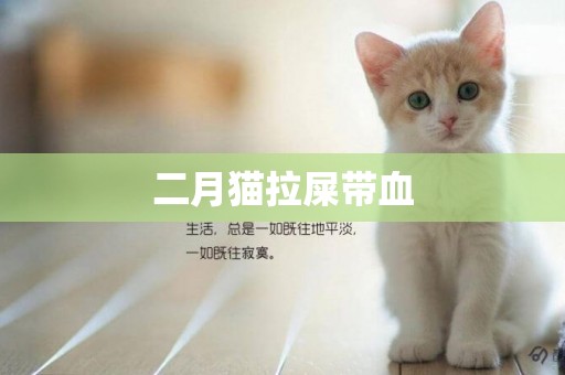 二月貓拉屎帶血
