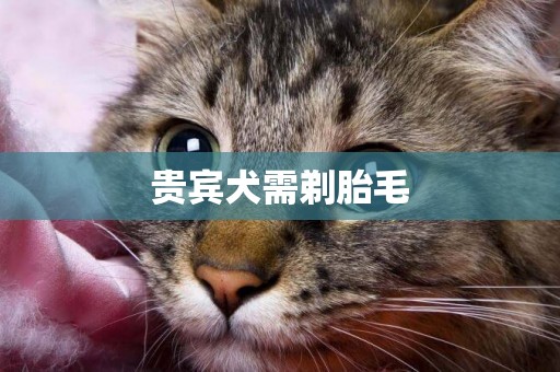 貴賓犬需剃胎毛