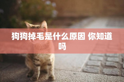 狗狗掉毛是什么原因 你知道嗎