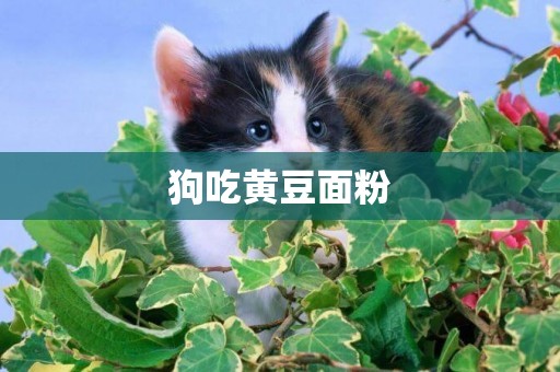 狗吃黃豆面粉
