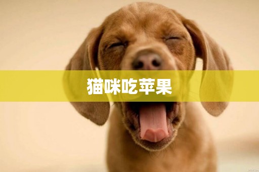 貓咪吃蘋果