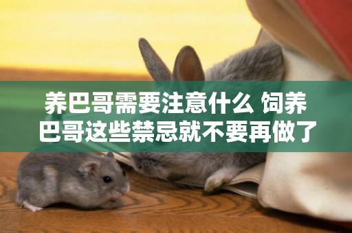養巴哥需要注意什么 飼養巴哥這些禁忌就不要再做了！