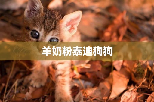 羊奶粉泰迪狗狗