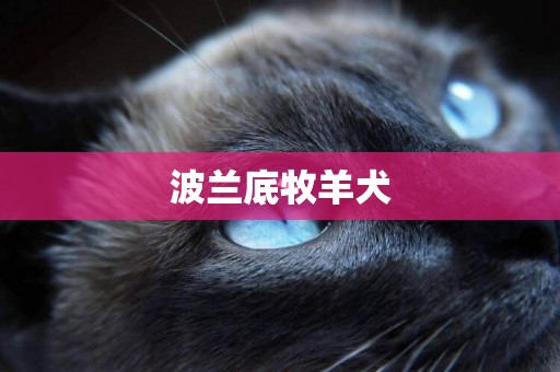 波蘭底牧羊犬
