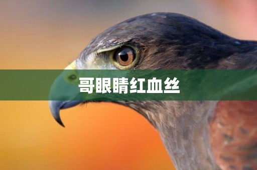 哥眼睛紅血絲
