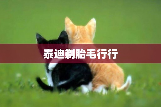 泰迪剃胎毛行行