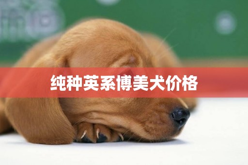 純種英系博美犬價格