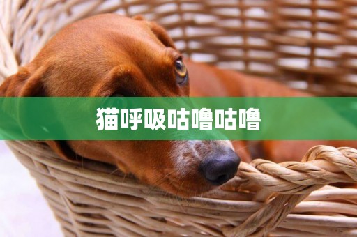 貓呼吸咕嚕咕嚕