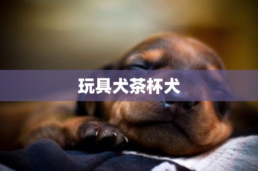 玩具犬茶杯犬