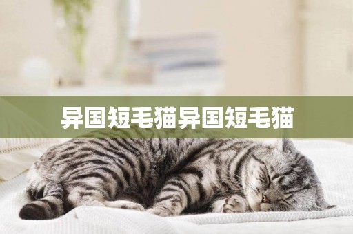 異國短毛貓異國短毛貓
