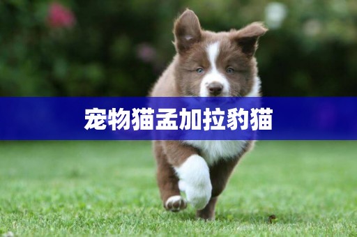 寵物貓孟加拉豹貓