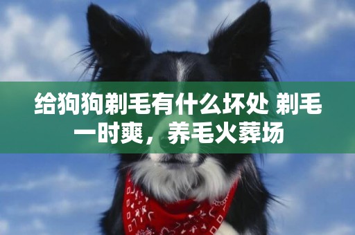 給狗狗剃毛有什么壞處 剃毛一時爽，養毛火葬場