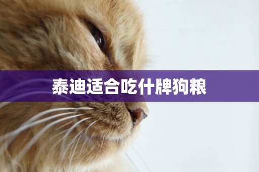 泰迪適合吃什牌狗糧