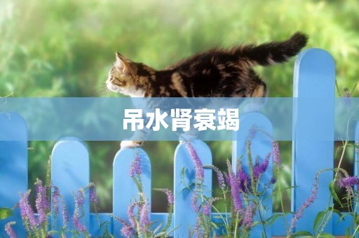 吊水腎衰竭
