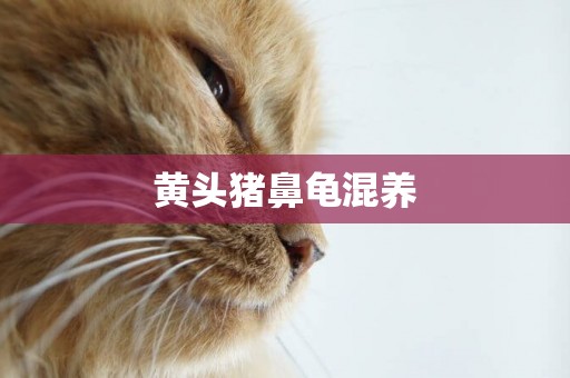 黃頭豬鼻龜混養