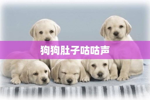狗狗肚子咕咕聲