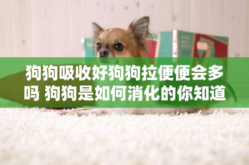狗狗吸收好狗狗拉便便會多嗎 狗狗是如何消化的你知道嗎