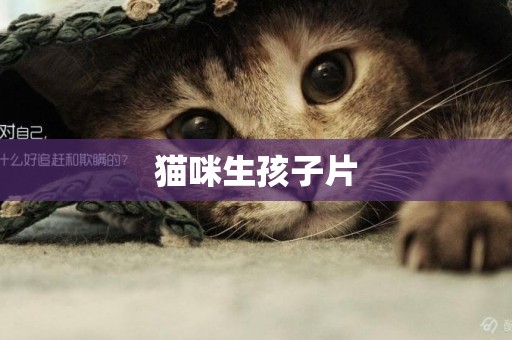 貓咪生孩子片