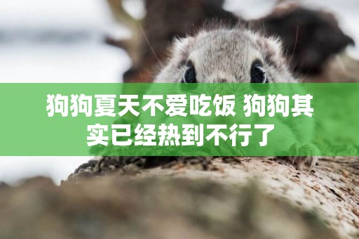 狗狗夏天不愛吃飯 狗狗其實已經熱到不行了