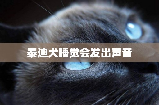 泰迪犬睡覺會發出聲音