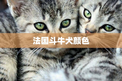 法國斗牛犬顏色