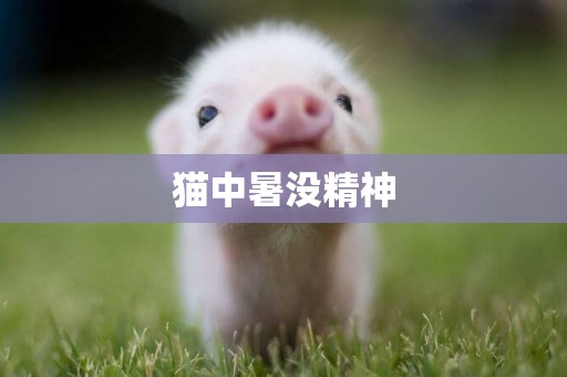 貓中暑沒精神