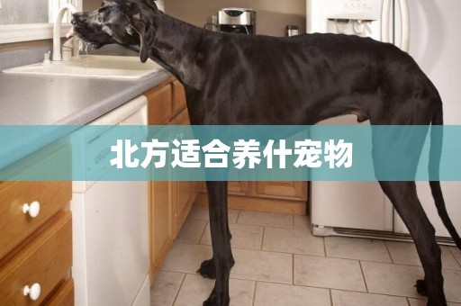北方適合養什寵物