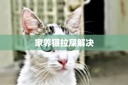 家養貓拉屎解決