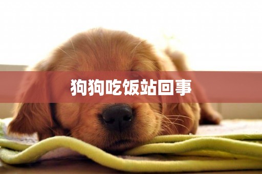 狗狗吃飯站回事