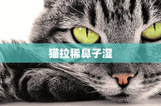 貓拉稀鼻子濕