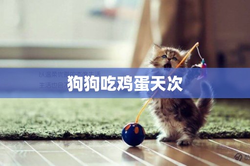 狗狗吃雞蛋天次