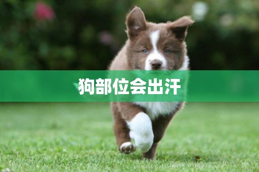 狗部位會出汗