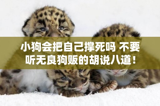 小狗會把自己撐死嗎 不要聽無良狗販的胡說八道！