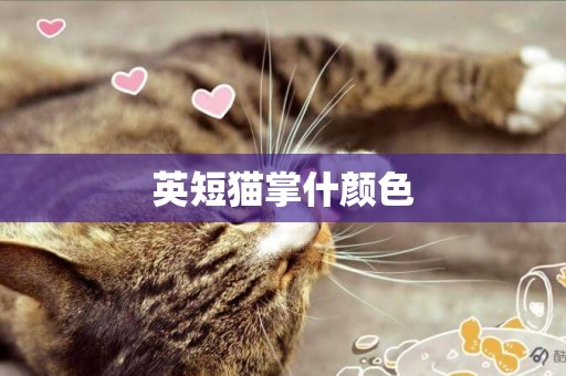 英短貓掌什顏色