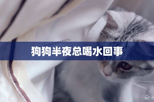 狗狗半夜總喝水回事