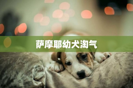薩摩耶幼犬淘氣