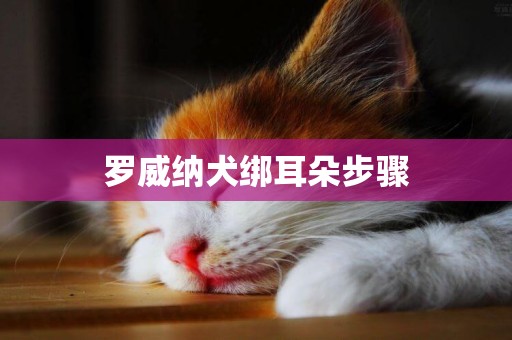羅威納犬綁耳朵步驟